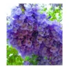 Jacaranda Mimosifolia (flamboyant Bleu) Bleu - Taille Pot De 3 Litres - 80/100 Cm -Vert Jolie Soldes Boutique 64038b2e2ed167.74469299