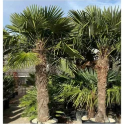 Trachycarpus Fortunei (palmier Chanvre, Palmier Moulin à Vent) 17l - Stipe 20/30 -total 100/120cm -Vert Jolie Soldes Boutique 64038b6bde2b02.63216028