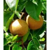 Pyrus Pyrifolia (poirier Chinois Ou Nashi) Blanc - Taille Pot De 5 Litres - 100/120 Cm -Vert Jolie Soldes Boutique 64038b6f9470f6.50551373