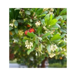 Arbutus Unedo Var. Rubra (arbousier) Blanc - Taille Pot De 2 Litres ? 30/40 Cm -Vert Jolie Soldes Boutique 64038b70be2740.89600374
