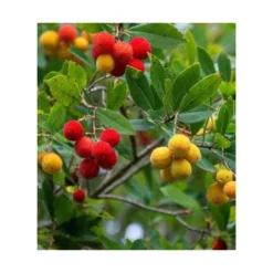 Arbutus Unedo Var. Rubra (arbousier) Blanc - Taille Pot De 2 Litres ? 30/40 Cm -Vert Jolie Soldes Boutique 64038b70c1f563.02804112