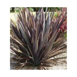 Phormium Tenax Var. Purpurea (lin De Nouvelle-zélande) Taille Pot De 6 Litres - 80/100 Cm - Jaune Et Rouge 8 Phormium Tenax Var. Purpurea (lin De Nouvelle-zélande) Taille Pot De 6 Litres - 80/100 Cm - Jaune Et Rouge -Vert Jolie Soldes Boutique 64038b7e56af09.73371287