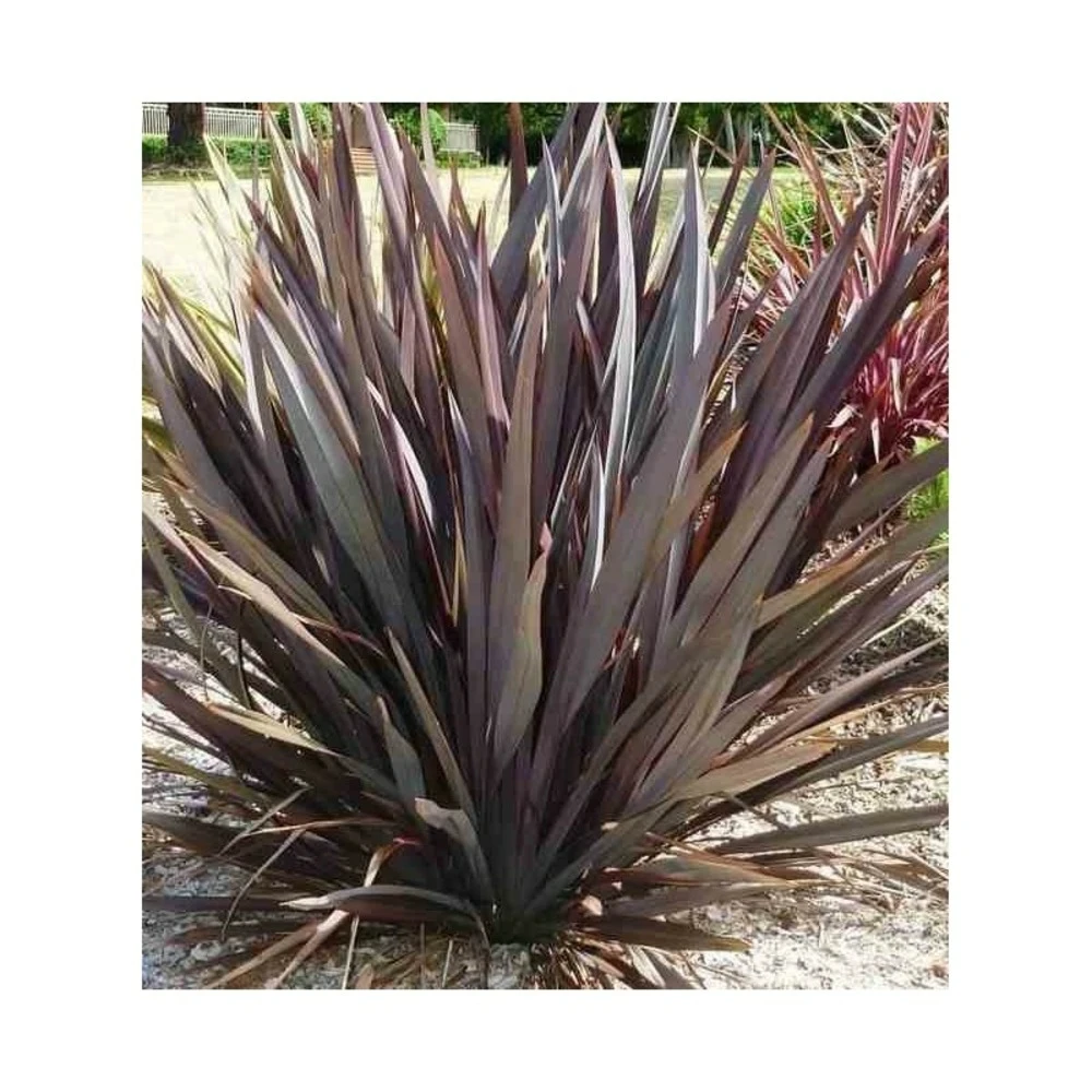 Phormium Tenax Var. Purpurea (lin De Nouvelle-zélande) Taille Pot De 6 Litres - 80/100 Cm - Jaune Et Rouge 5 Phormium Tenax Var. Purpurea (lin De Nouvelle-zélande) Taille Pot De 6 Litres - 80/100 Cm - Jaune Et Rouge – Image 3