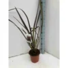 Phormium Tenax Var. Purpurea (lin De Nouvelle-zélande) Taille Pot De 6 Litres - 80/100 Cm - Jaune Et Rouge -Vert Jolie Soldes Boutique 64038b7e5a72f8.50303400