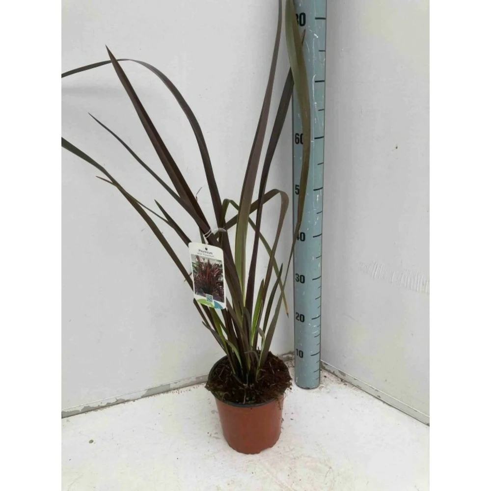 Phormium Tenax Var. Purpurea (lin De Nouvelle-zélande) Taille Pot De 6 Litres - 80/100 Cm - Jaune Et Rouge 3 Phormium Tenax Var. Purpurea (lin De Nouvelle-zélande) Taille Pot De 6 Litres - 80/100 Cm - Jaune Et Rouge