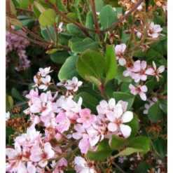 Rhaphiolepis Indica Rose - Taille Pot De 15 Litres ? 140/160 Cm -Vert Jolie Soldes Boutique 64038b85f06736.27475910