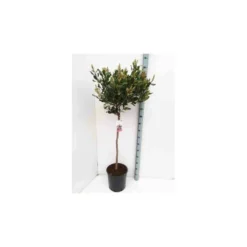 Rhaphiolepis Indica Rose - Taille Pot De 15 Litres ? 140/160 Cm -Vert Jolie Soldes Boutique 64038b86085e57.18672667