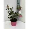 Rhaphiolepis Indica Rose - Taille Pot De 15 Litres ? 140/160 Cm -Vert Jolie Soldes Boutique 64038b860bc8d2.93309843