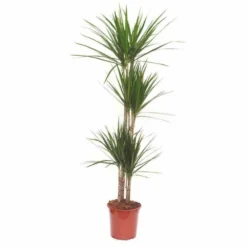 Dracaena Marginata 'green' (dragonnier) Taille Pot De 6l - 4 Pieds - 110/130cm -Vert Jolie Soldes Boutique 64038b87899127.76714851