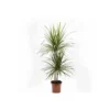 Dracaena Marginata 'green' (dragonnier) Taille Pot De 6l - 4 Pieds - 110/130cm -Vert Jolie Soldes Boutique 64038b878d71c0.71497340