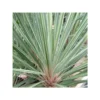 Cordyline Australis Pink Champagne Blanc - Taille Pot De 7 Litres ? 60/80 Cm -Vert Jolie Soldes Boutique 64038b8be68613.19722658