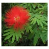 Calliandra Tweedii Taille Pot De 3 Litres - 80/100 Cm -Vert Jolie Soldes Boutique 64038b90335da4.67084299
