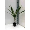 Cordyline Australis Blanc - Taille Pot De 7 Litres ? 100/120 Cm -Vert Jolie Soldes Boutique 64038b929d5e77.21981717