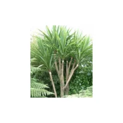 Cordyline Australis Blanc - Taille Pot De 7 Litres ? 100/120 Cm -Vert Jolie Soldes Boutique 64038b92a6b338.42905672