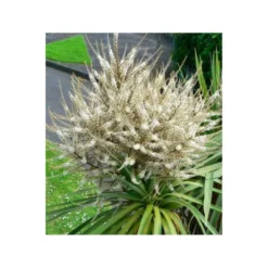 Cordyline Australis Blanc - Taille Pot De 7 Litres ? 100/120 Cm -Vert Jolie Soldes Boutique 64038b92aa5d03.85365478
