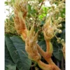 Tetrapanax Papyrifer ( Arbre à Papier De Riz) Blanc - Taille Pot De 5 Litres ? 60/80 Cm -Vert Jolie Soldes Boutique 64038b93f076e6.49416771