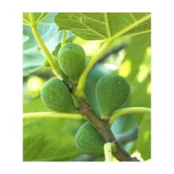 Ficus Carica (figuier) Blanc - Taille Pot De 5 Litres ? 80/100 Cm -Vert Jolie Soldes Boutique 64038b954fb694.54877303