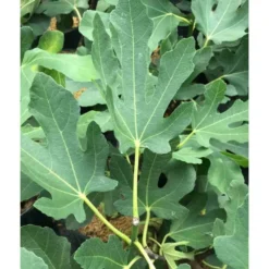 Ficus Carica (figuier) Blanc - Taille Pot De 5 Litres ? 80/100 Cm -Vert Jolie Soldes Boutique 64038b955ffd22.54349580