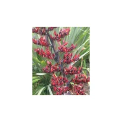 Phormium Tenax (lin De Nouvelle-zélande) Taille Pot De 6 Litres - 80/100 Cm - Jaune Et Rouge -Vert Jolie Soldes Boutique 64038b99050997.37885403