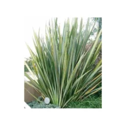 Phormium Tenax (lin De Nouvelle-zélande) Taille Pot De 6 Litres - 80/100 Cm - Jaune Et Rouge -Vert Jolie Soldes Boutique 64038b99176297.65900660