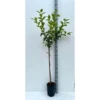 Diospyros Kaki Var.fuyu (plaqueminier) Taille Pot De 3 Litres - 80/100 Cm - Jaune -Vert Jolie Soldes Boutique 64038b9bd192a7.96246014