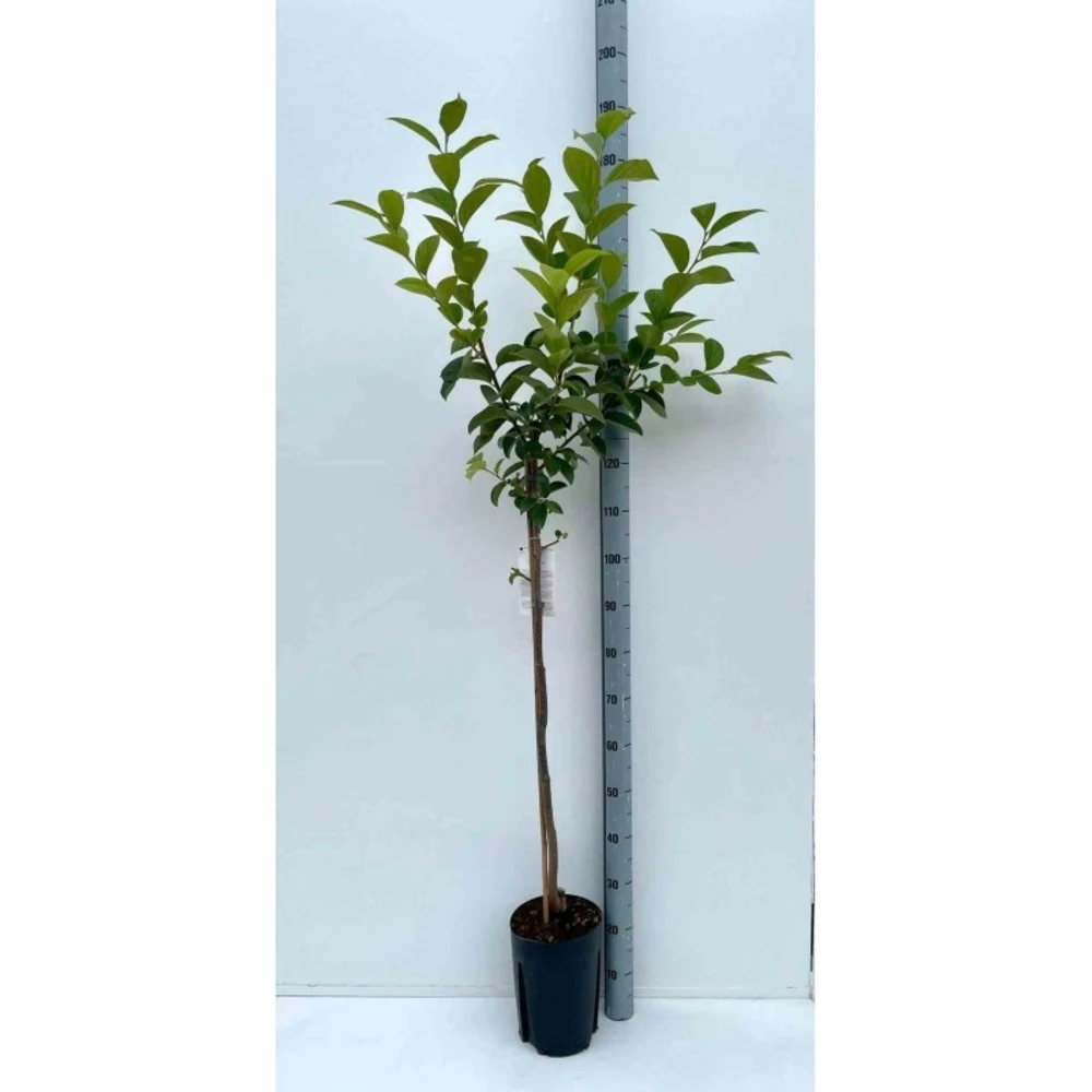 Diospyros Kaki Var.fuyu (plaqueminier) Taille Pot De 3 Litres - 80/100 Cm - Jaune 3 Diospyros Kaki Var.fuyu (plaqueminier) Taille Pot De 3 Litres - 80/100 Cm - Jaune
