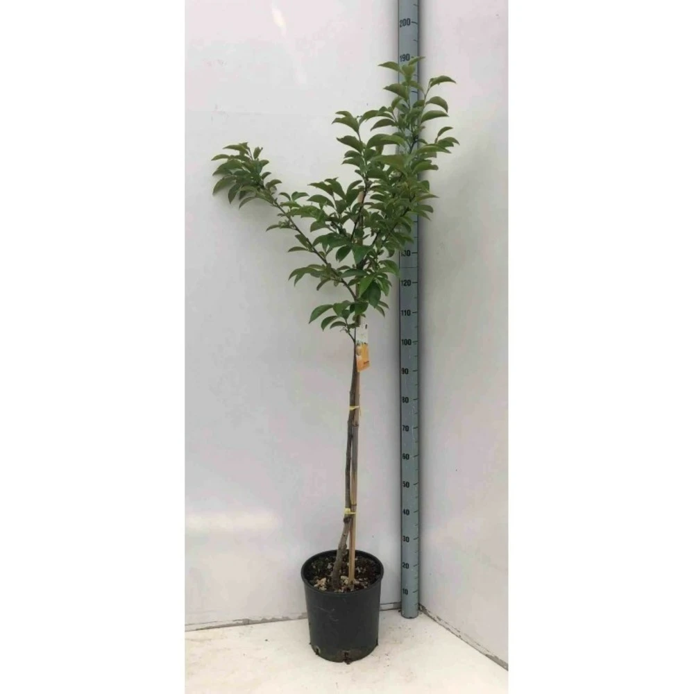 Diospyros Kaki Var.fuyu (plaqueminier) Taille Pot De 3 Litres - 80/100 Cm - Jaune 4 Diospyros Kaki Var.fuyu (plaqueminier) Taille Pot De 3 Litres - 80/100 Cm - Jaune – Image 2