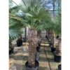 Trachycarpus Fortunei (palmier Chanvre, Palmier Moulin à Vent) Pot De 1 Litre ? 20/40 Cm 1 Trachycarpus Fortunei (palmier Chanvre, Palmier Moulin à Vent) Pot De 1 Litre ? 20/40 Cm -Vert Jolie Soldes Boutique 64038b9d209bd6.76908257