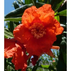 Punica Granatum (grenadier à Fruits) Taille Pot De 2 Litres ? 40/60 Cm - Rouge -Vert Jolie Soldes Boutique 64038b9e603295.34672499