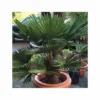 Kit 3 Trachycarpus Wagnerianus Pour Création De Bosquet -Vert Jolie Soldes Boutique 64038ba9e89064.34311209