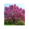 Cercis Siliquastrum (arbre De Judée) Taille Pot De 6 Litres - 140/150cm - Rose -Vert Jolie Soldes Boutique 64038bb24c1235.57034104