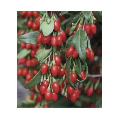 Lycium Barbarum (goji) Taille Pot De 2 Litres - 50/70 Cm - Rouge -Vert Jolie Soldes Boutique 64038bb53d9ee8.21730630