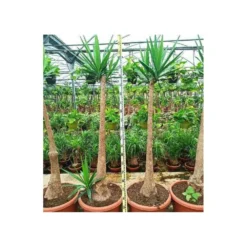 Yucca Elephantipes (yucca Pied D'éléphant) Blanc - Taille Pot De 65l - 180/200cm -Vert Jolie Soldes Boutique 64038bba6ce170.63708383
