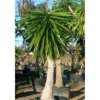 Yucca Elephantipes (yucca Pied D'éléphant) Blanc - Taille Pot De 65l - 180/200cm -Vert Jolie Soldes Boutique 64038bba7739d4.11623457