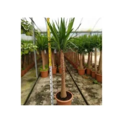 Yucca Elephantipes (yucca Pied D'éléphant) Blanc - Taille Pot De 65l - 180/200cm -Vert Jolie Soldes Boutique 64038bba7ae4d2.63862685