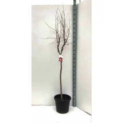 Punica Granatum Adulte (grenadier à Fruits) Rouge - Taille Pot 230l - 175/200cm - Peri 40/50 -Vert Jolie Soldes Boutique 64038bbd533c27.72934768
