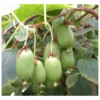 Actinidia Arguta Issai ( Kiwai, Nergi, Kiwi De Sibérie, Kiwi Nain) Taille Pot De 2 Litres ? 40/60 Cm -Vert Jolie Soldes Boutique 64038bc662e769.07064365