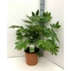 Fatsia Japonica (aralia Du Japon) Blanc - Taille Pot De 14l - 80/100 Cm -Vert Jolie Soldes Boutique 64038bc7da0445.44655797