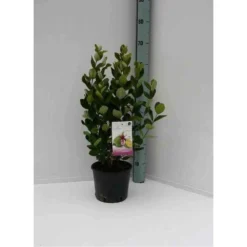 Acca Sellowiana (feijoa Ou Goyave Ananas) Rouge - Taille Pot De 7 Litres ? 100/120 Cm -Vert Jolie Soldes Boutique 64038bcd7256f8.10095343