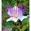 Capparis Spinosa (caprier) Blanc - Taille Pot De 2 Litres ? 20/30 Cm -Vert Jolie Soldes Boutique 64038c0b8f5135.71019905