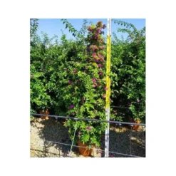 Bougainvillea Vera (bougainvillier Très Florifère) Taille Pot De 3.5l - 80/100cm 8 Bougainvillea Vera (bougainvillier Très Florifère) Taille Pot De 3.5l - 80/100cm -Vert Jolie Soldes Boutique 64038c19062340.12754263