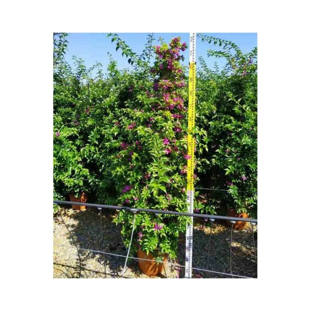Bougainvillea Vera (bougainvillier Très Florifère) Taille Pot De 3.5l - 80/100cm 5 Bougainvillea Vera (bougainvillier Très Florifère) Taille Pot De 3.5l - 80/100cm – Image 3