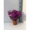 Bougainvillea Vera (bougainvillier Très Florifère) Taille Pot De 3.5l - 80/100cm -Vert Jolie Soldes Boutique 64038c190ba0c8.83775597