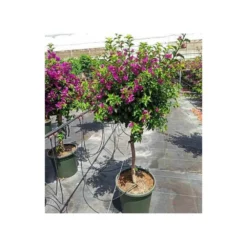 Bougainvillea Vera (bougainvillier Très Florifère) Taille Pot De 3.5l - 80/100cm 9 Bougainvillea Vera (bougainvillier Très Florifère) Taille Pot De 3.5l - 80/100cm -Vert Jolie Soldes Boutique 64038c190f47a0.95204682