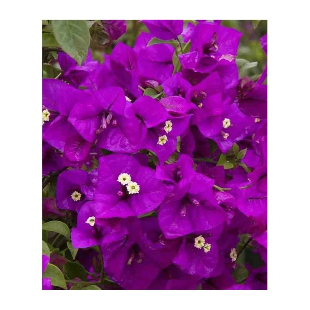 Bougainvillea Vera (bougainvillier Très Florifère) Taille Pot De 3.5l - 80/100cm 4 Bougainvillea Vera (bougainvillier Très Florifère) Taille Pot De 3.5l - 80/100cm – Image 2
