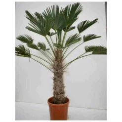 Trachycarpus Wagnerianus (palmier De Chusan, Palmier Moulin à Vent) Pot De 10l - Tronc 15/25 Cm - Total 60/80cm -Vert Jolie Soldes Boutique 6403954fcdf232.55366690