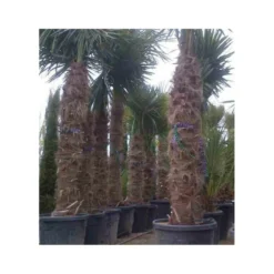 Trachycarpus Fortunei (palmier Chanvre, Palmier Moulin à Vent) Pot De 40l - Tronc 80/90 Cm - Total 180/220cm -Vert Jolie Soldes Boutique 640395672ce707.00548872