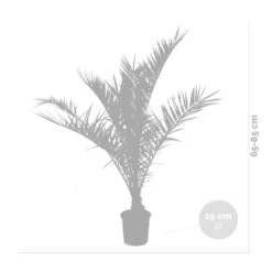 2x Phoenix Canariensis - Palmier Dattier Des Canaries - Palmier - Rustique – ⌀19 Cm - ↕80-100 Cm -Vert Jolie Soldes Boutique 640b20121a6e42.84880021