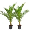 2x Phoenix Canariensis - Palmier Dattier Des Canaries - Palmier - Rustique – ⌀19 Cm - ↕80-100 Cm -Vert Jolie Soldes Boutique 640b20121ebb14.14754222