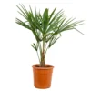 Trachycarpus Fortunei - Palmier Chinois - Palmier - Rustique – ⌀24 Cm - ↕70-80 Cm -Vert Jolie Soldes Boutique 640b201be00b46.49785904